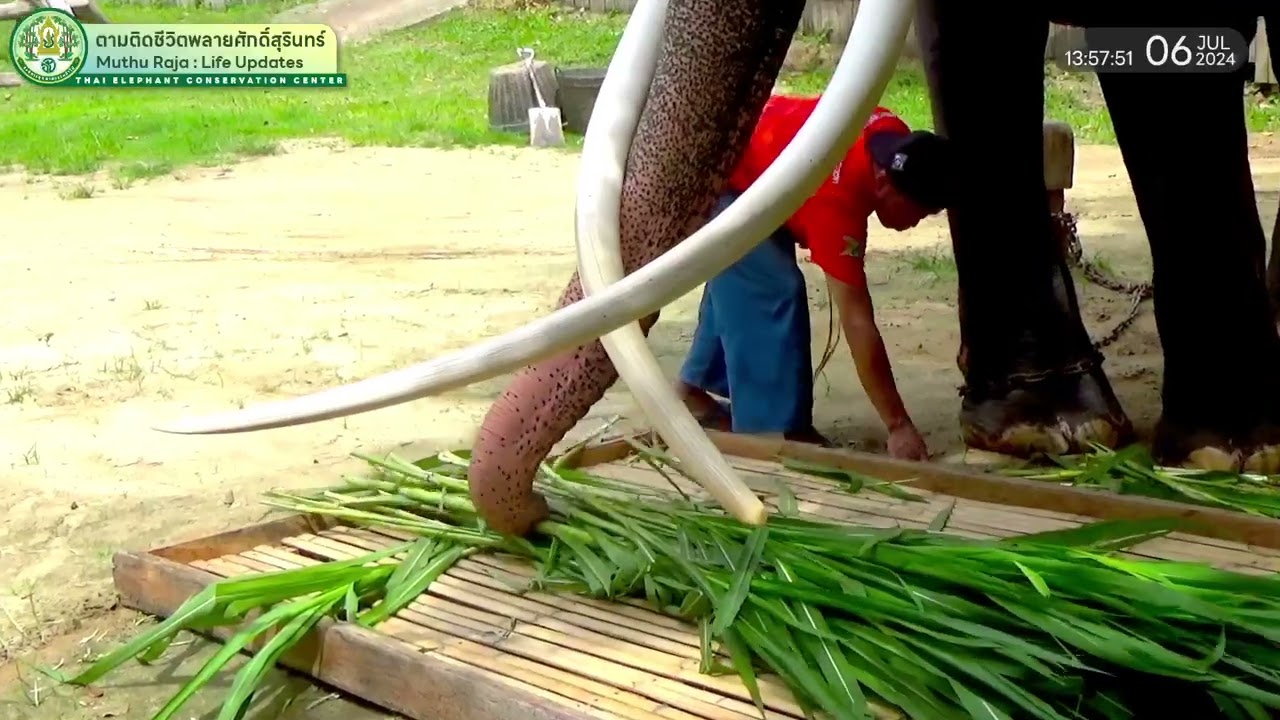 ตามติดชีวิต #พลายศักดิ์สุรินทร์ วันเสาร์ 6 ก.ค. 2567 รวมพลแม่ๆ FCมุธุ บุกชมห้องนอนพ่อพลายท้ายคลิป