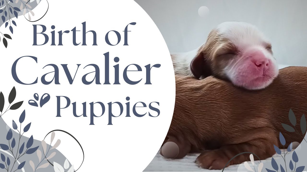 Rosie's in Labor! - Birth of Cavalier Puppies