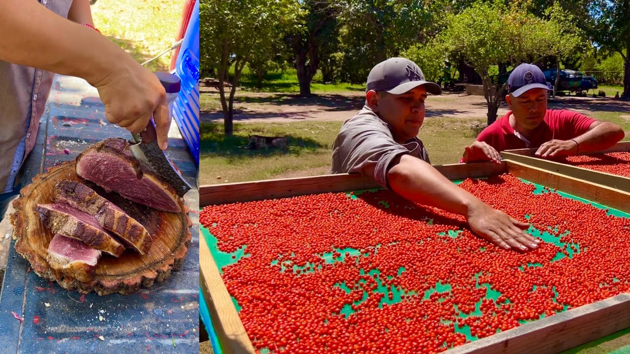 Los Tacos llevan Oro Rojo de Sinaloa | RUTA LA NUEVE