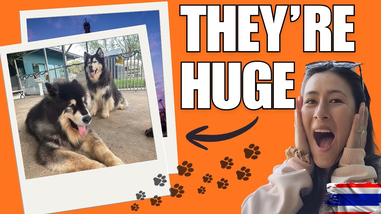 We Were SHOCKED by Cute Dogs at Big Dog Café Bangkok! 🇹🇭 