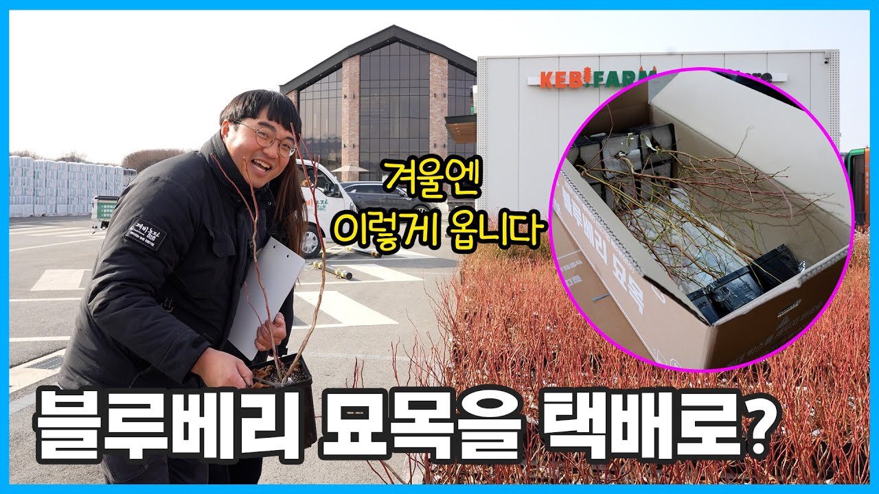 블루베리 묘목이 우리 집까지 오는 실제 물류 과정