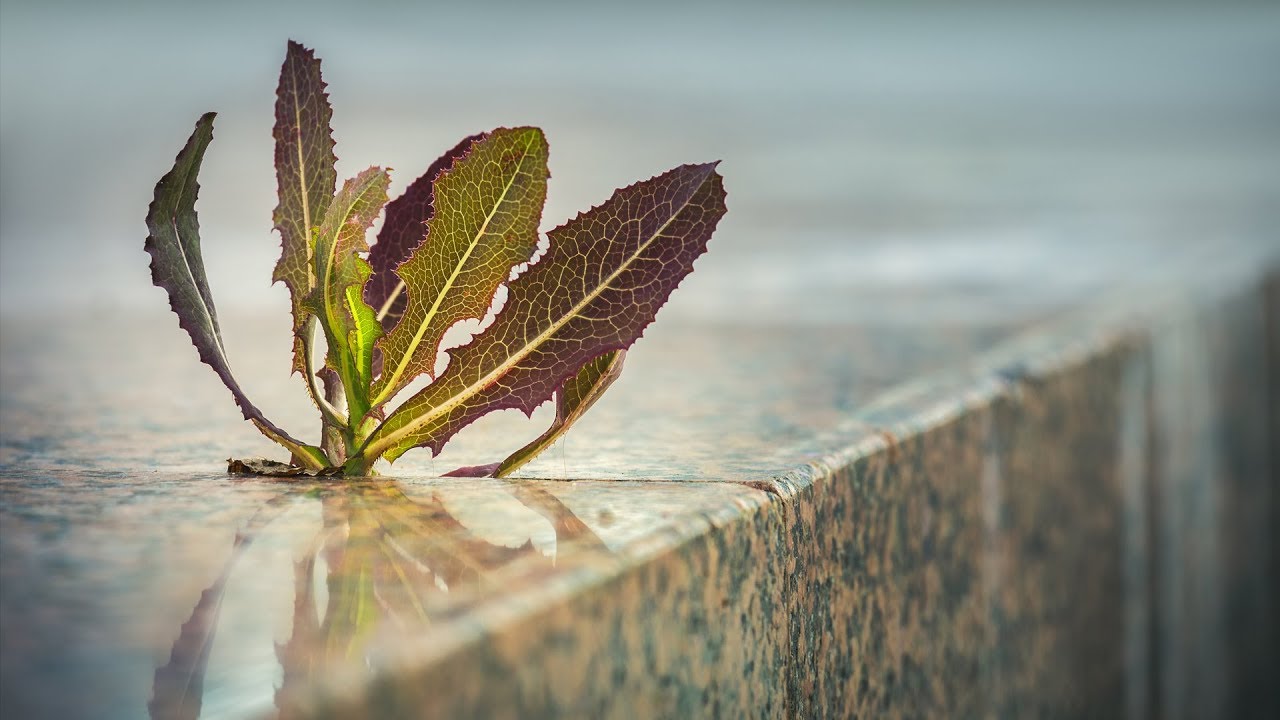 Understanding Survival - Part 2 - Advanced Insights About Survival