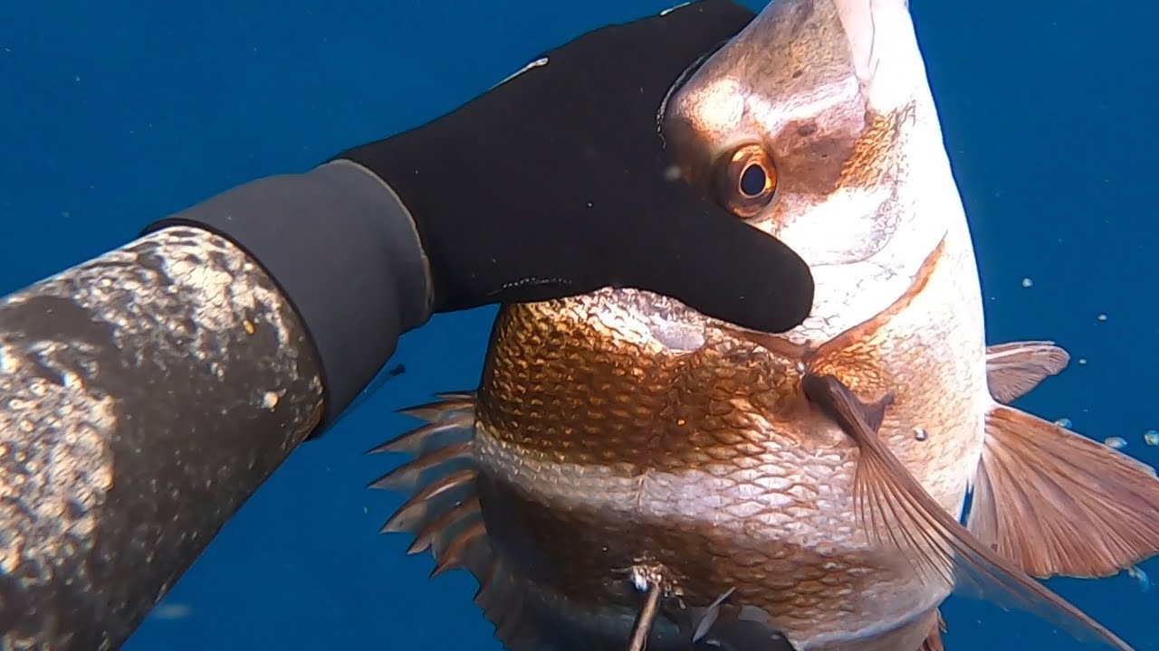 Chasse sous marine Méditerranée, gros SAR tambour, Dorades, loup