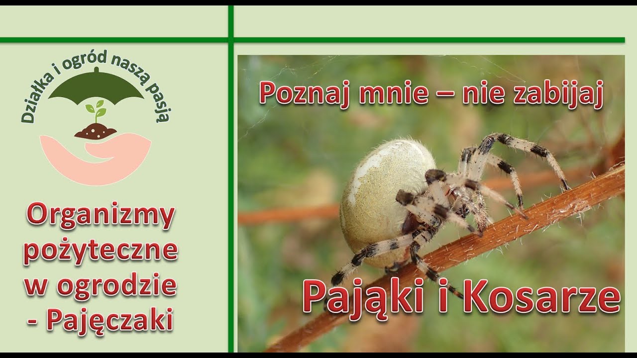 Organizmy pożyteczne w ogrodzie - PAJĘCZAKI (Arenae)