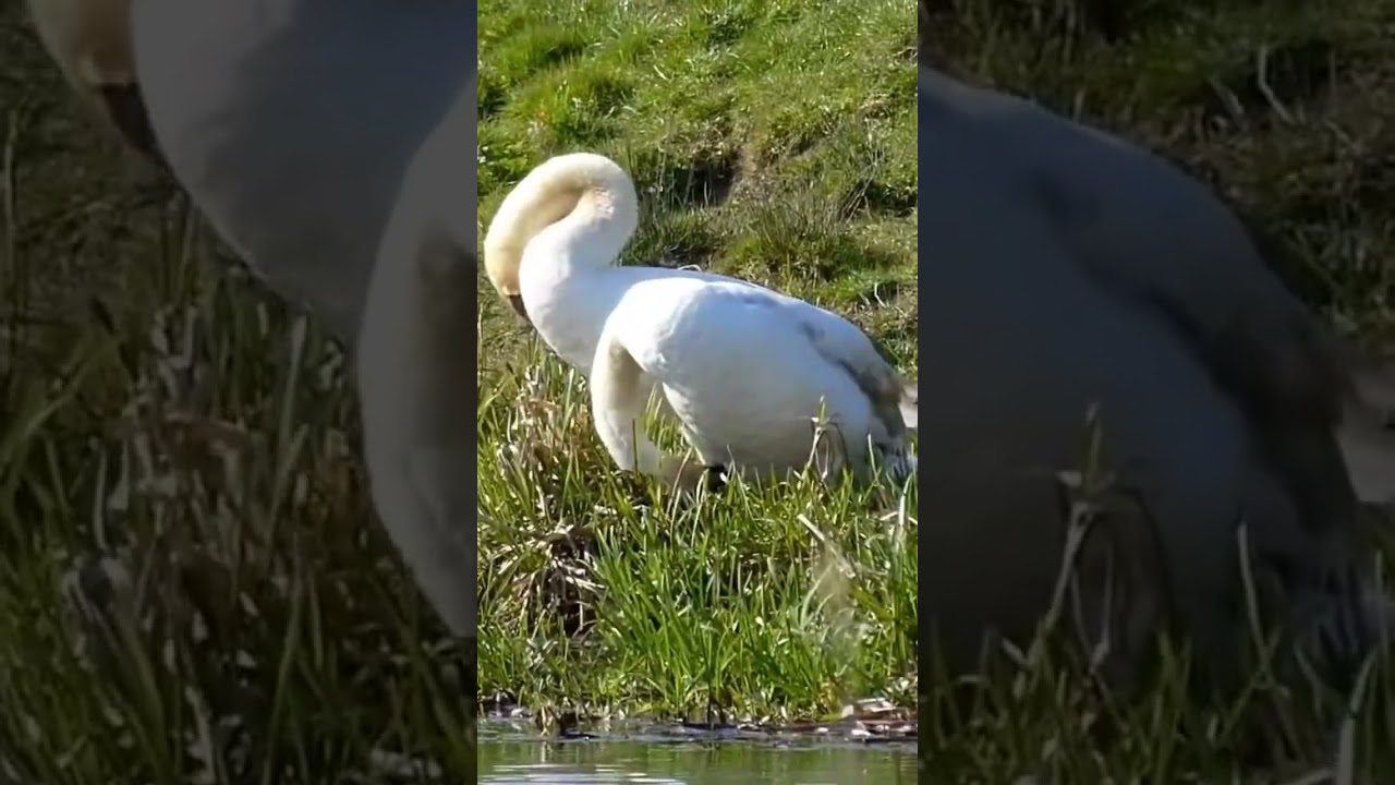 Swans on Beverley and Barmston Drain, Swinemoor Pasture