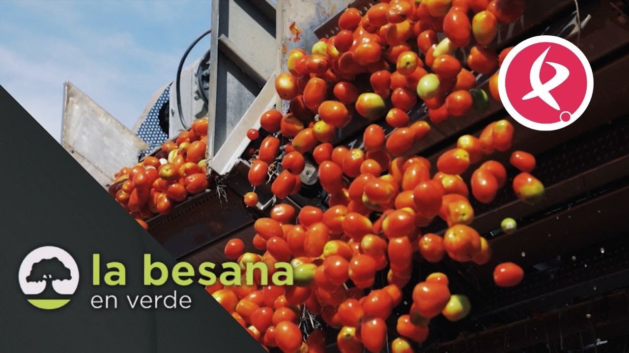 El tomate se transforma en Extremadura | La besana en verde