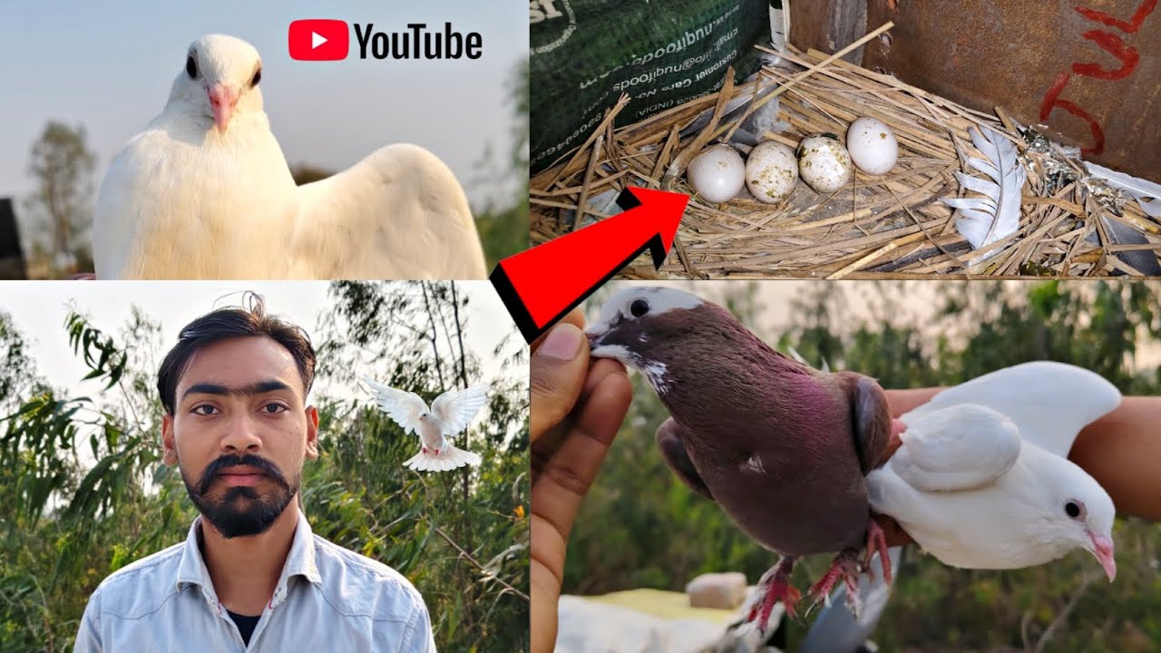 सारे कबूतरों के अंडे बच्चे दिखाते हैं 🕊️🥚 Kabutar Ke Video Viral || Daily Vlogs Viral Pigeon || love