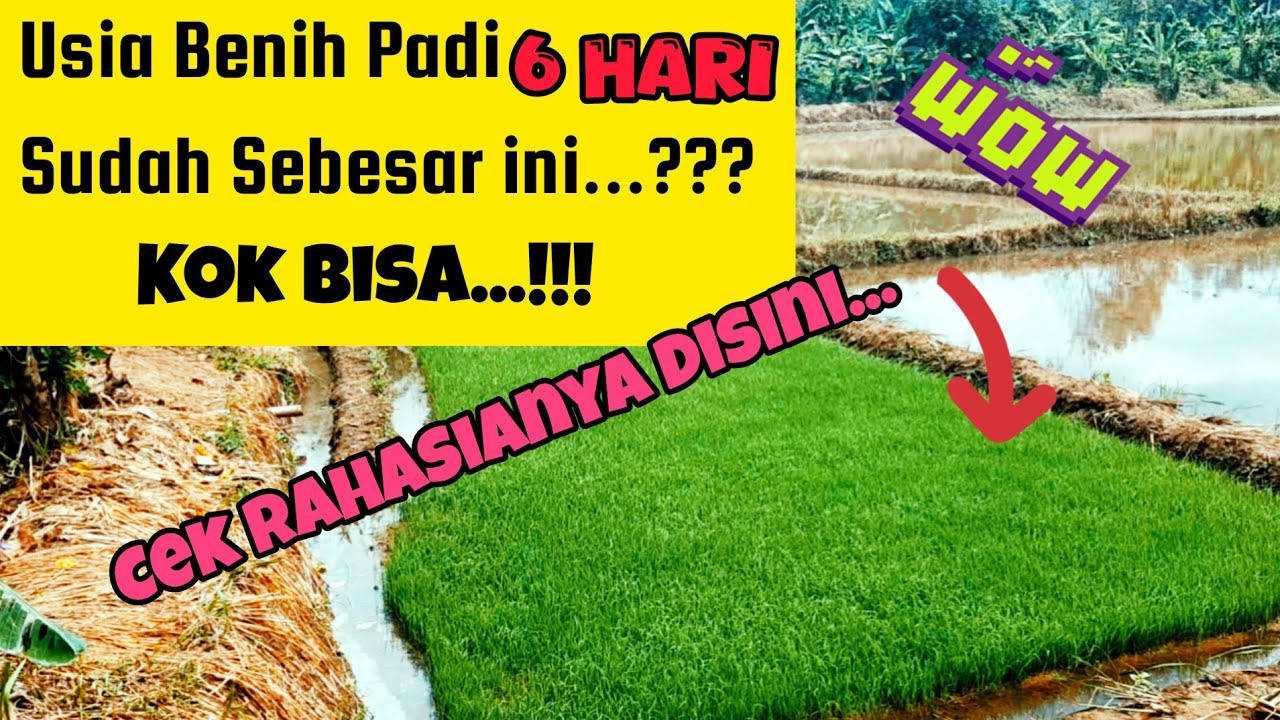 PUPUK MANTAP...❤💯🌾 NUTRISI LENGKAP UNTUK MEMPERCEPAT PERTUMBUHAN PADI MENJADI SUBUR DAN HIJAU... 👍🌾❗
