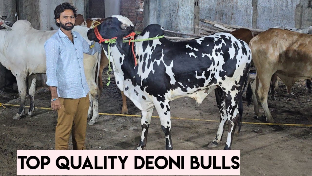 Top Quality deoni bull's in Hyderabad Asif nagar | khubsurat bade janwar available in Asif nagar Hyd