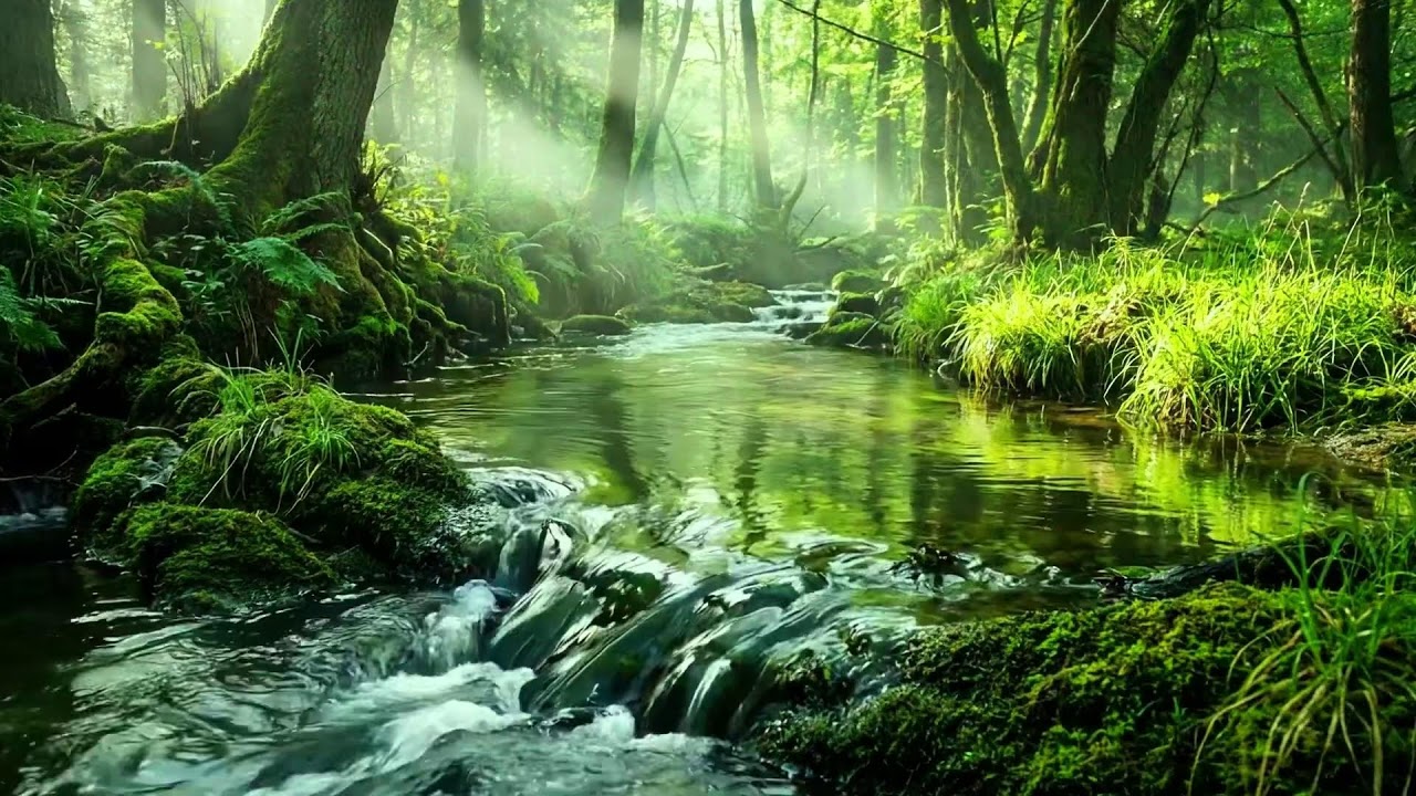 Gentle Sounds of Quiet Forest, Stream Flow and Distant Birds Singing, Healing Ambience ASMR