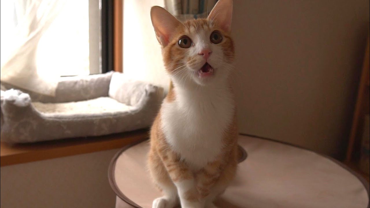 撫でて！とおねだりしてくるおしゃべりな猫