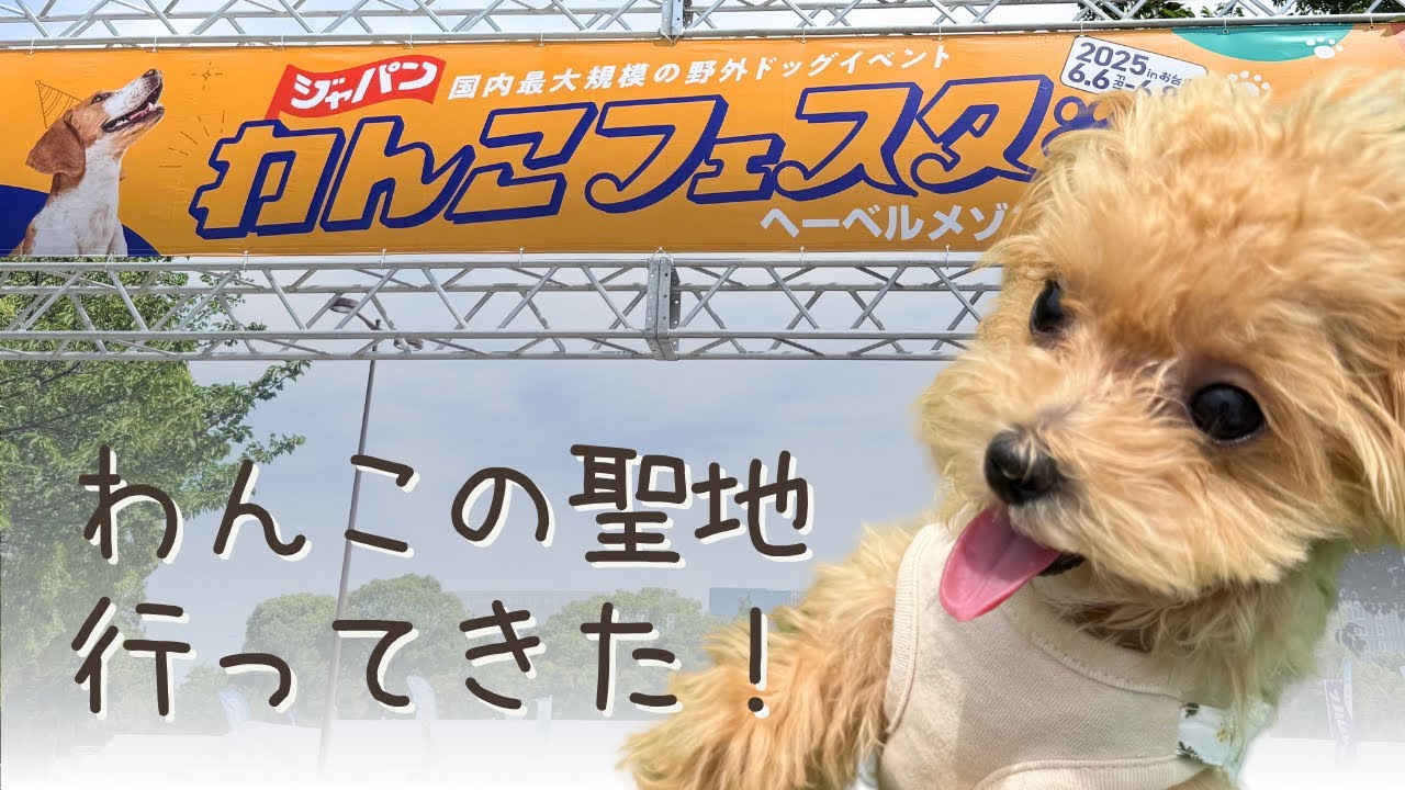 【わんこフェスタ1日レポ🐶】初イベントで緊張したのか、人と犬の多さに戸惑う犬🐶 #マルプー  #ジャパンわんこフェスタ#パピー