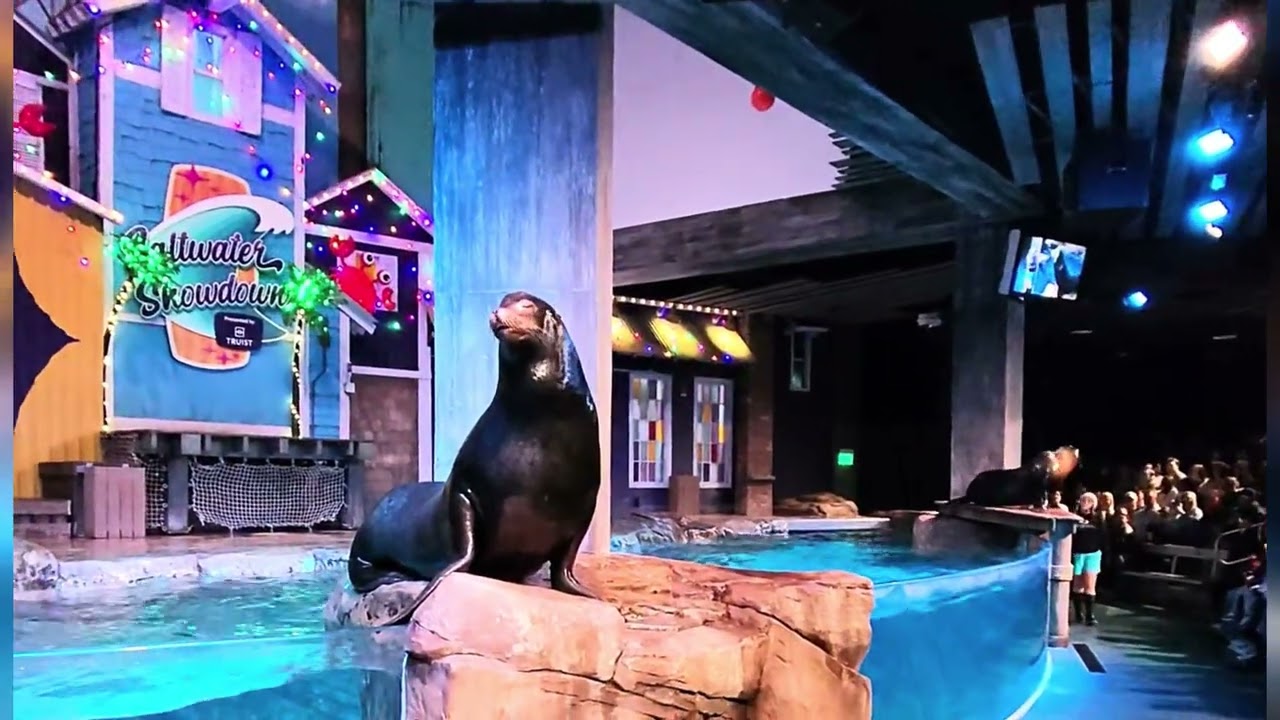 Georgia Aquarium | Seal Show | 01.02.2026
