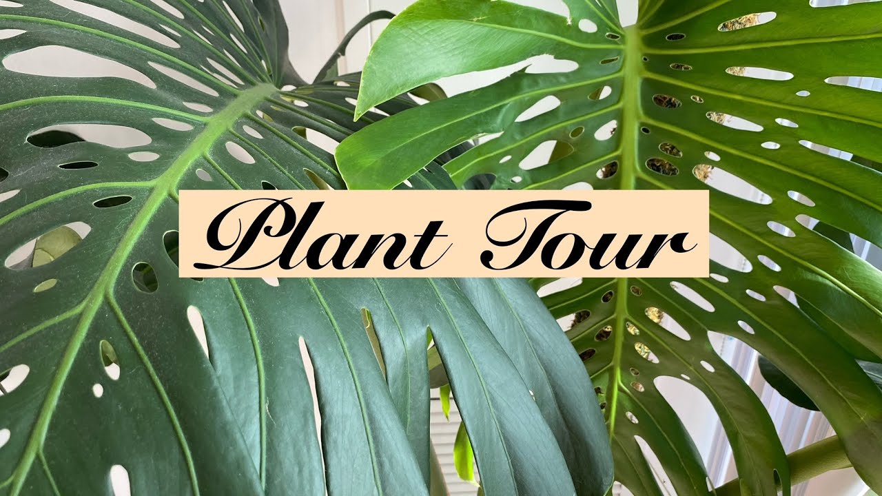 Plant Tour (2021) Not Enough Plants in a 1 Bedroom Apartment