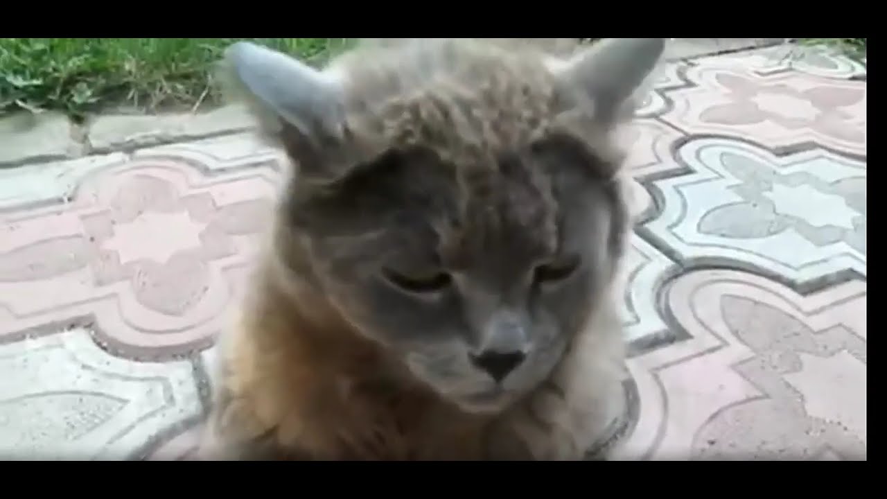 Best Funny Animal Videos 2026 😺 Funniest Dogs And Cats Videos 😹🐶