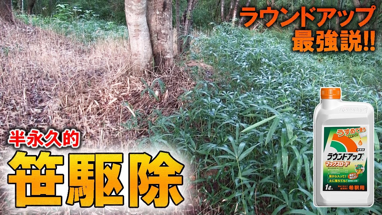 笹を駆除!!除草剤のラウンドアップで永久的な根絶を試みた!!笹退治