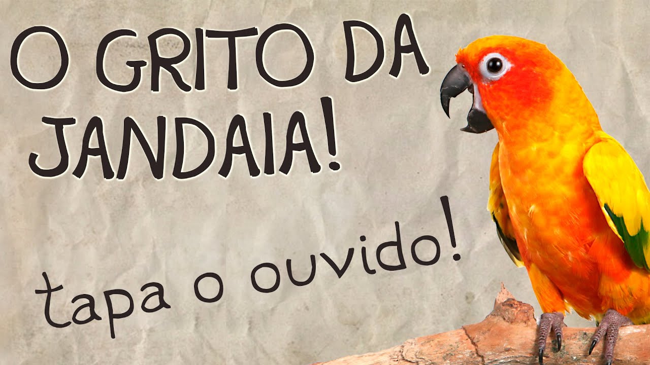 O Grito da Jandaia!