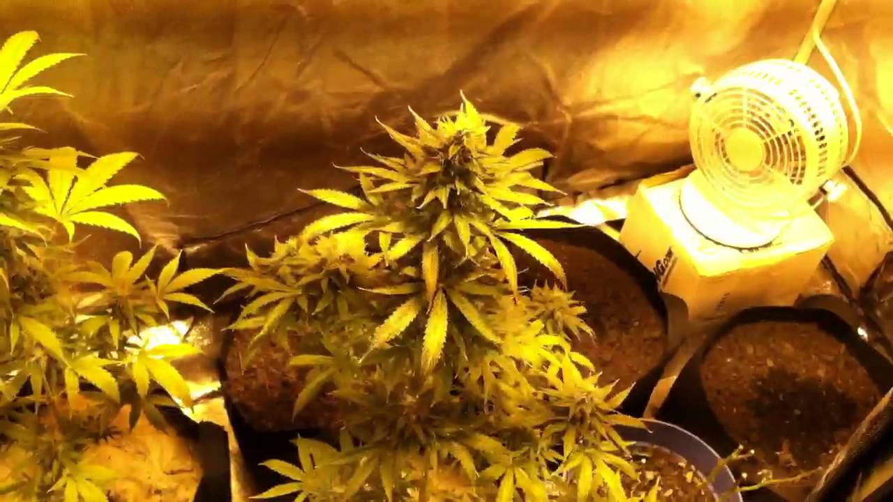 Operation cannabis: strain name Nicole