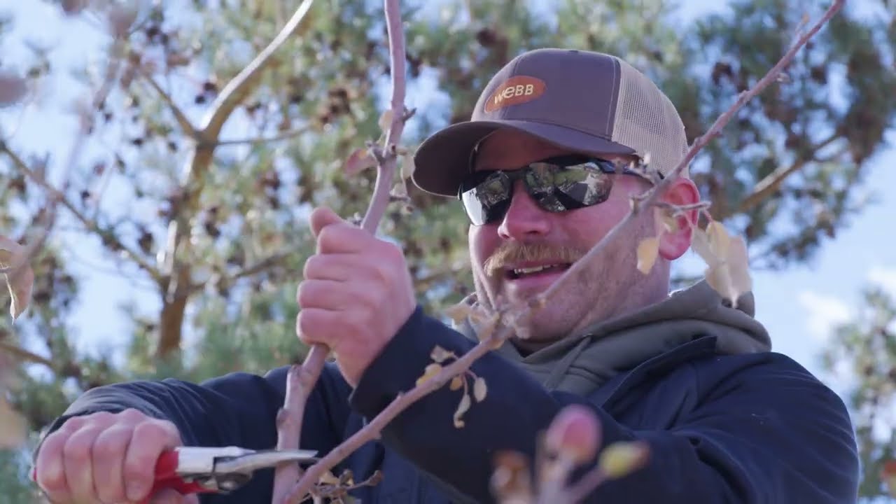 How to Prune a Fruit Tree