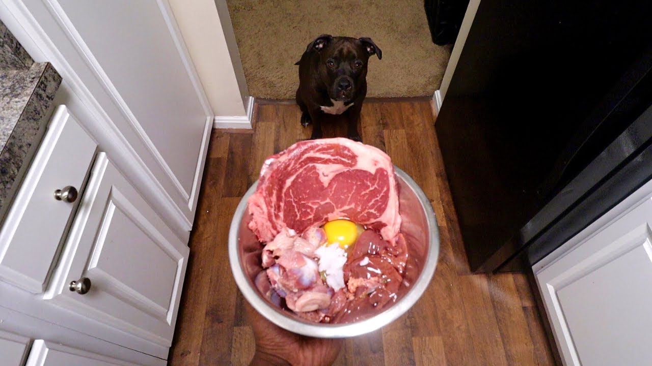 PITBULL VS RAW STEAK BIRTHDAY DINNER!