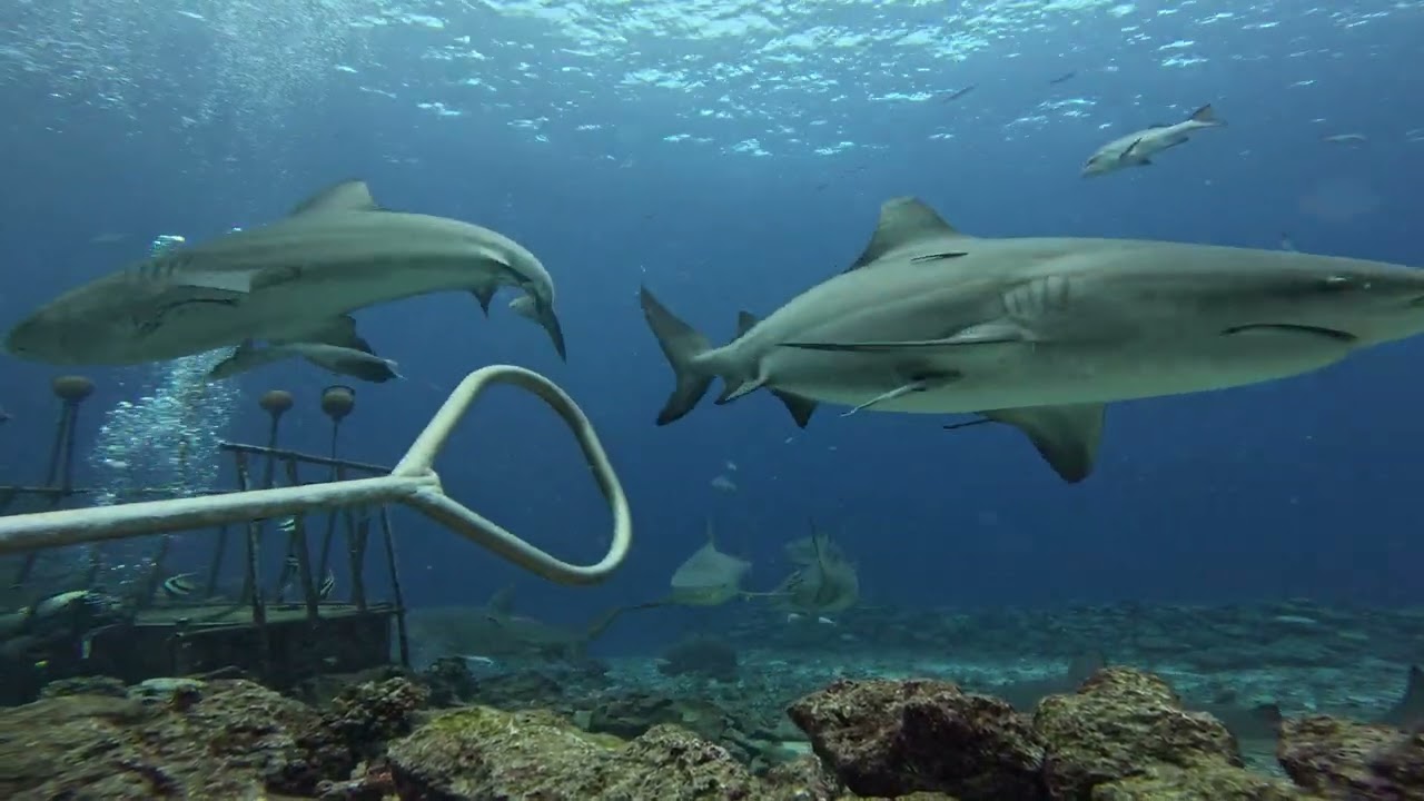 Shark dive in Kuata, Fiji