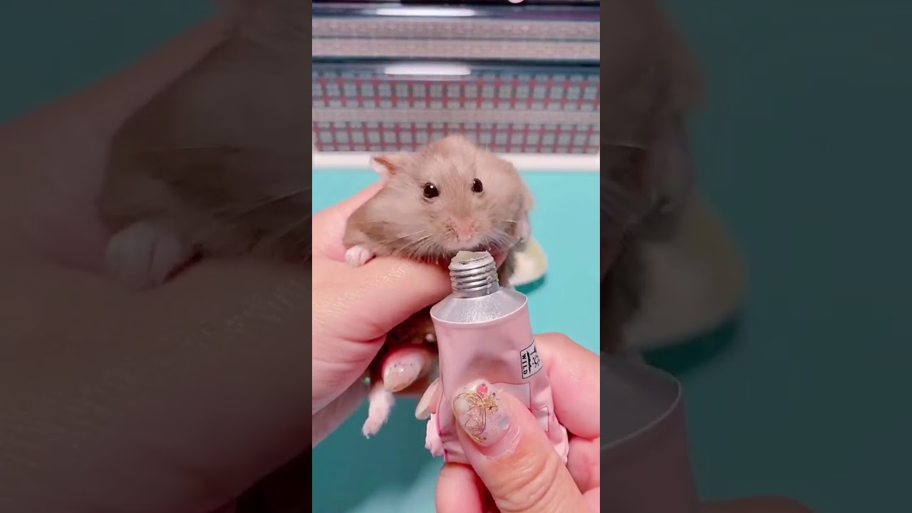 【抖音】【TikTok】【仓鼠】高级配餐，有些孩子还在吃奶有些孩子已经吃虫虫了，