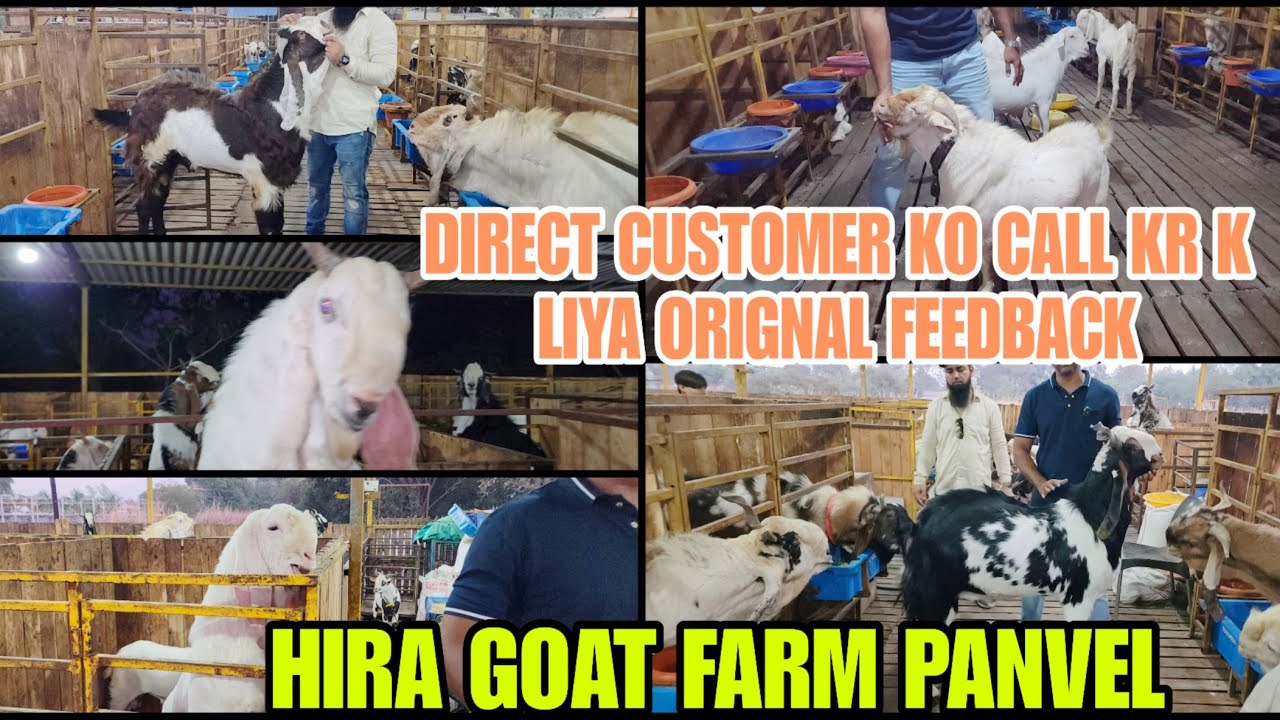 Hira Goat Farm K Customer Se Video K Beech Me Call Kr K Liya Orignal Feedback Navi Mumbai Panvel
