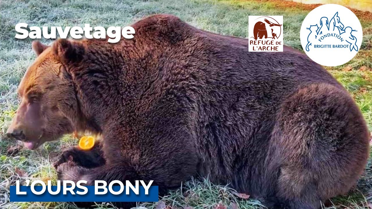 L'ours Bony sauvé par la FBB est sain et sauf au Refuge de l'Arche