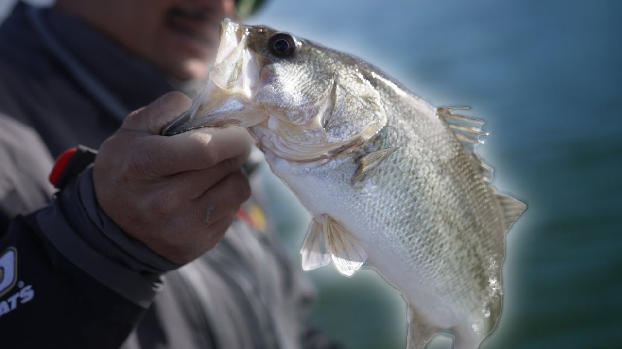 How To Catch Fish Using Forward-Facing Sonar