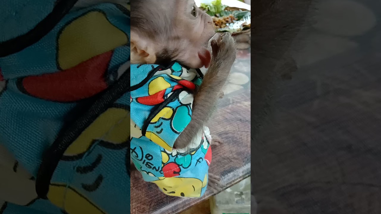 Baby monpai makan es batu.. baby cello 😂