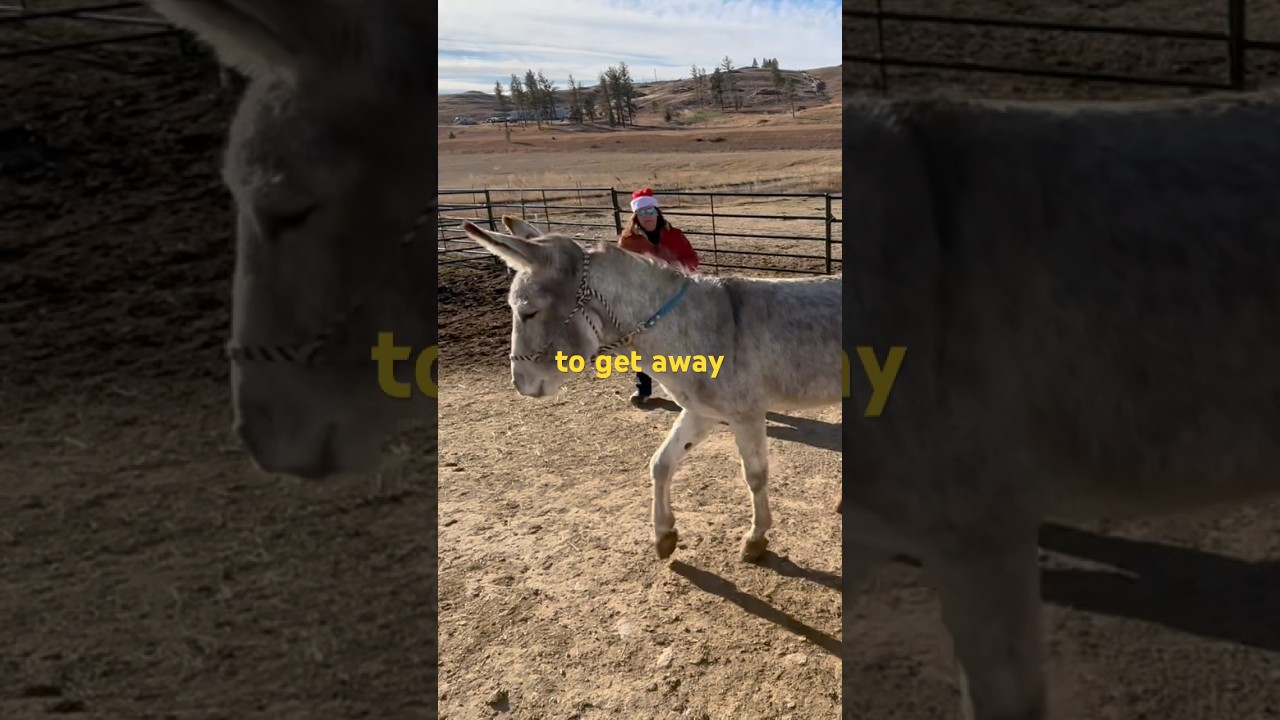 22 Year Old Wild Donkey: A Lesson in Trust