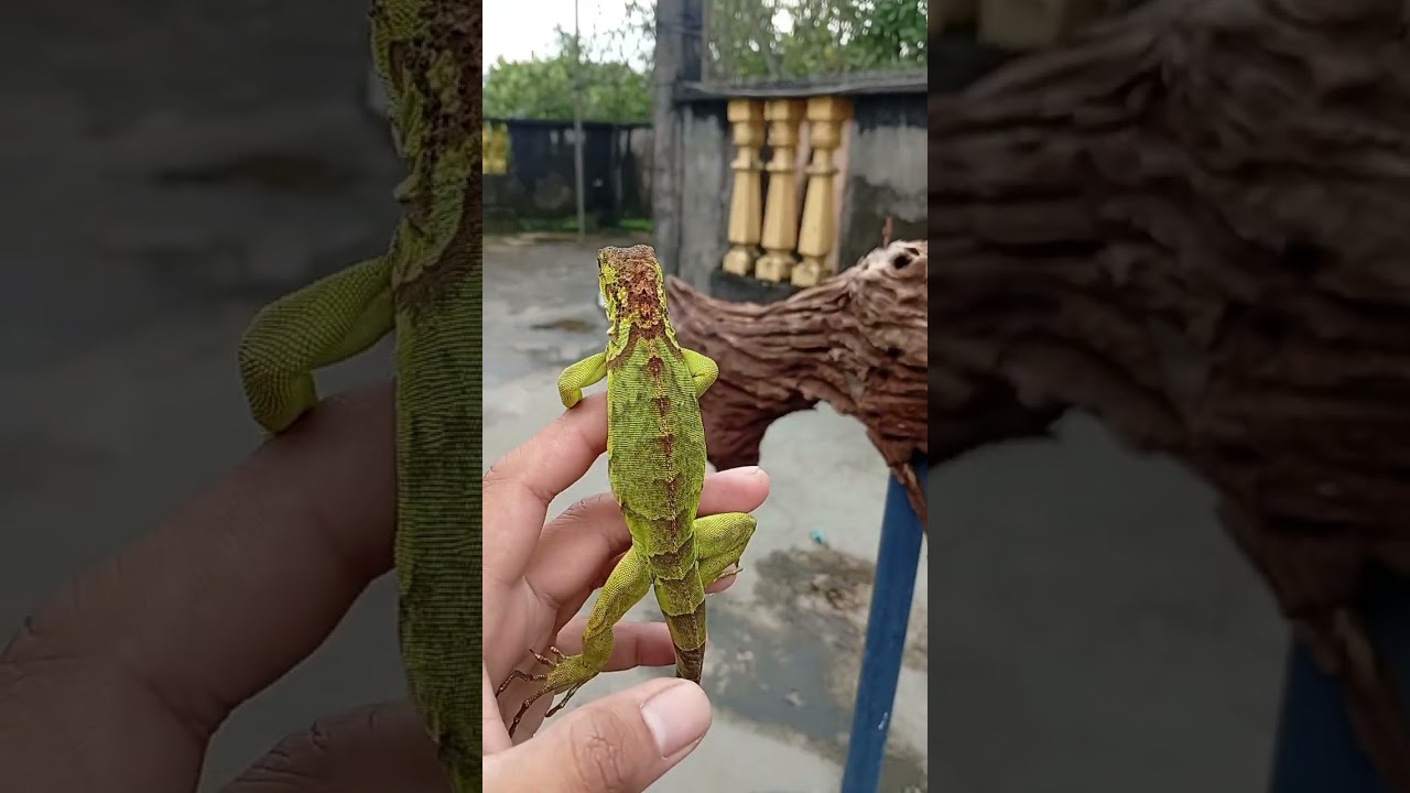 Daiky routine for my pet iguana 