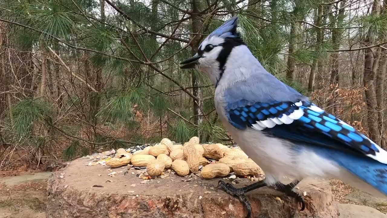 Squirrels, Jays and Unsalted Peanuts