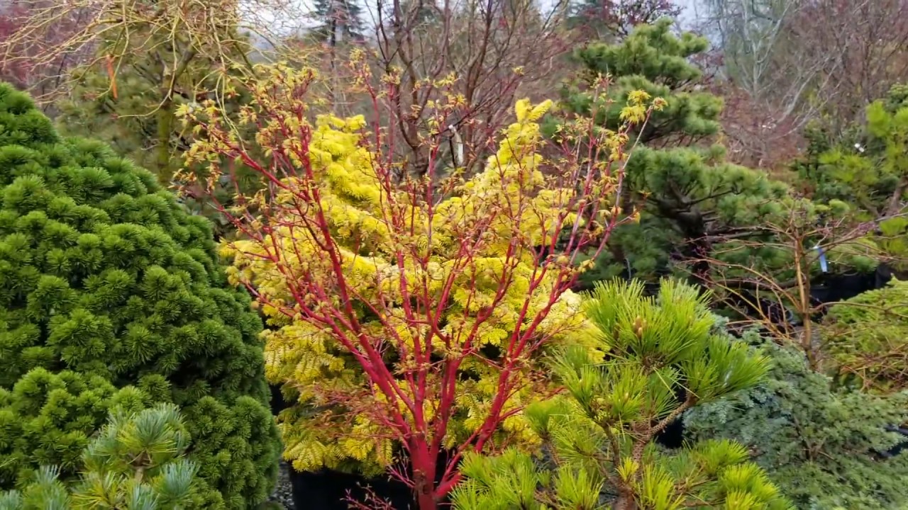 Red bark Japanese maple - Amazing maples & Crazy Conifers