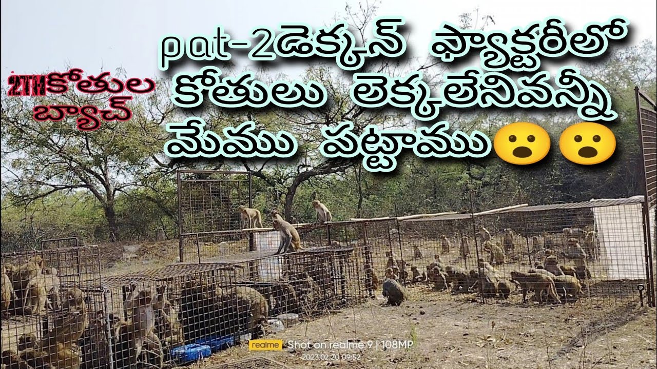 pat-2  మళ్లీ రెండవ బ్యాచ్ డెక్కన్ ఫ్యాక్టరీ లో పట్టిన కోతులు బాయ్స్ చాలా కోతులు పడ్డాయి :9441574468