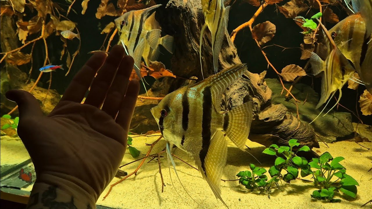 Nowy pokarm dla moich pterophyllum. SKALAR, ALTUM, LEOPOLDI