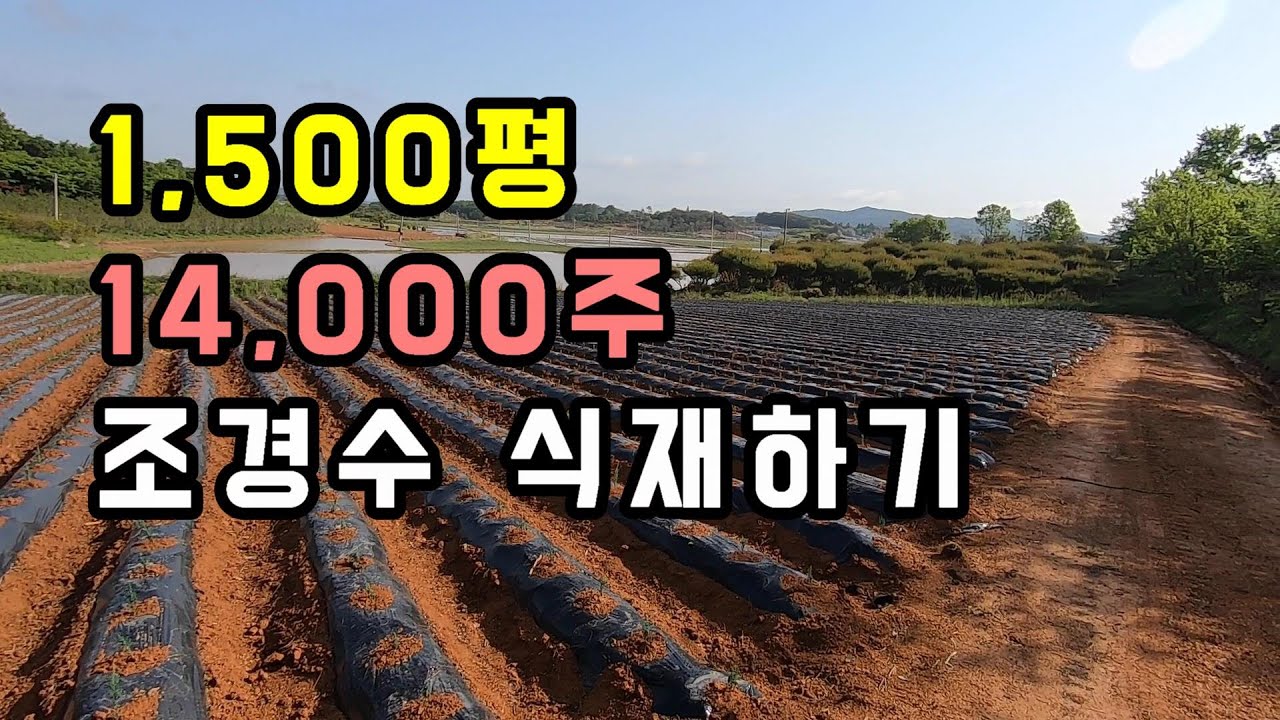 1,500평 땅에 유망조경수 14,000주 식재하기. 5년후 출하 목표. (블루엔젤, 문그로우, 블루애로우, 블루헤븐)