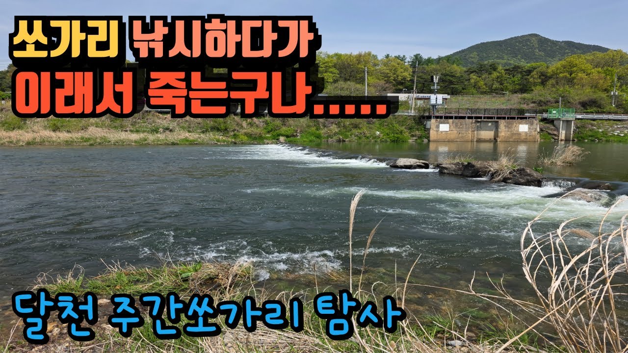 쏘가리 낚시꾼이 죽는 이유? 쏘가리 잡으려다 죽을 뻔 한 영상