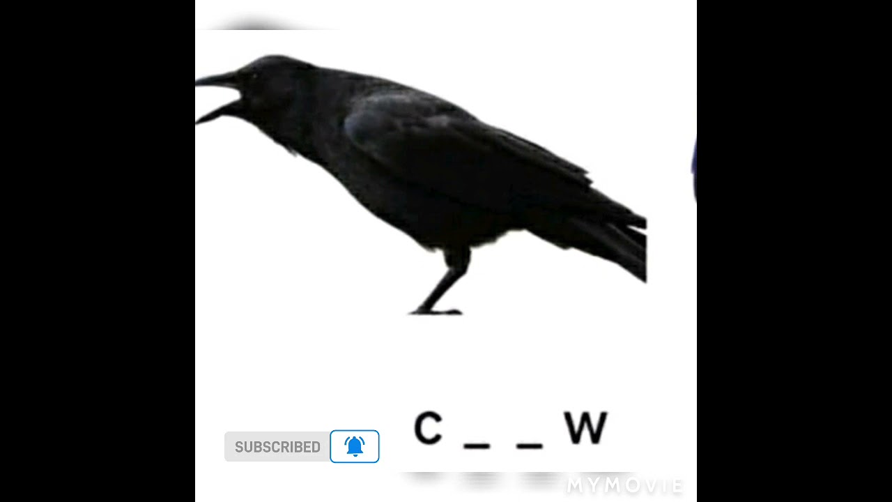 Birds/the missing letter #short /study📚✏