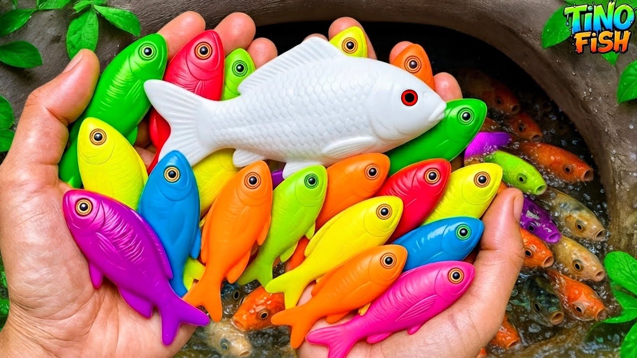 Catch beautiful colorful fish in small pond, platy fish, koi fish, betta fish, guppies, baby eels
