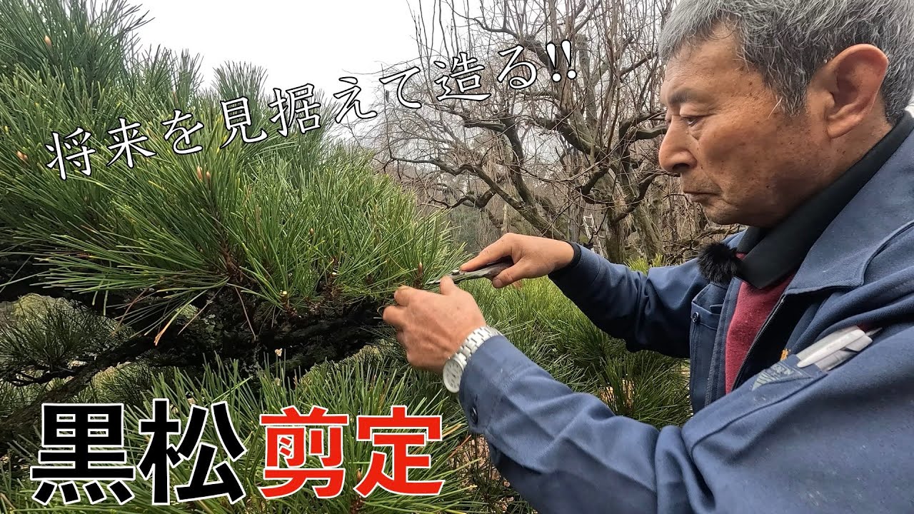 【将来を見据えて造る‼】誰でもできる！黒松の基本剪定!!