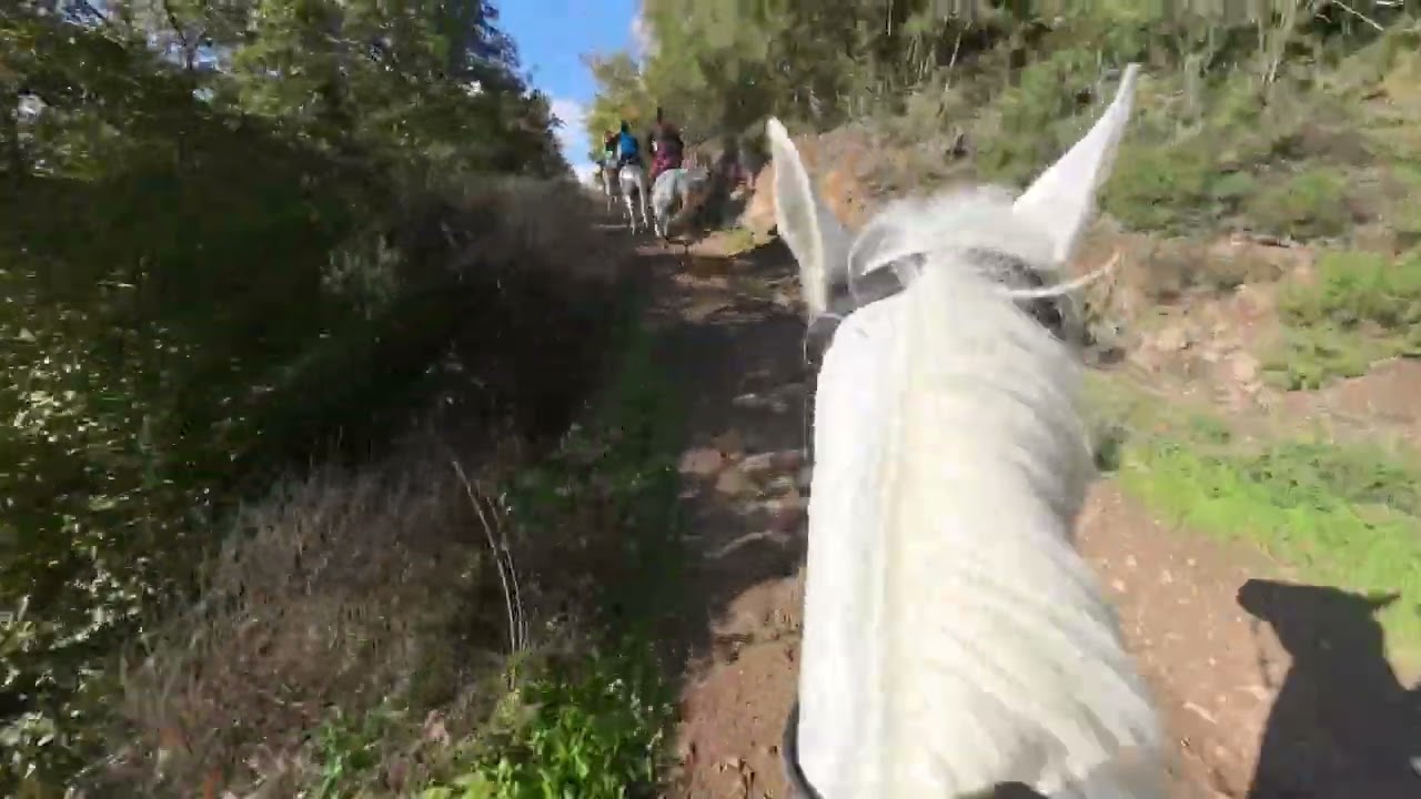 Four Riders, Four White Horses – Freedom in Nature