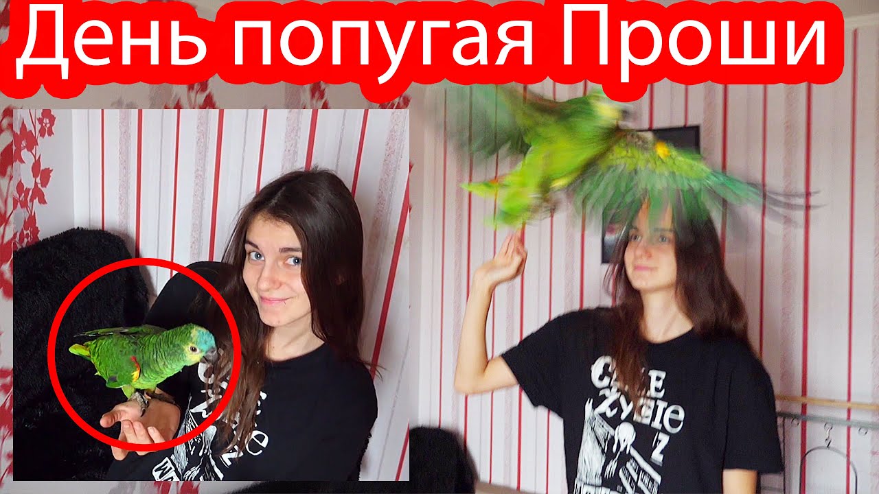 24 часа жизнь попугая по имени Проша (Амазон)