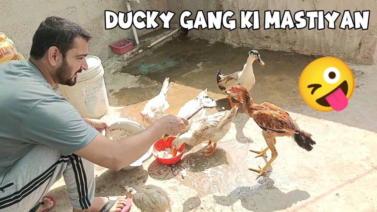 Hamari Cute Duck Ki Mastiyan.❤️