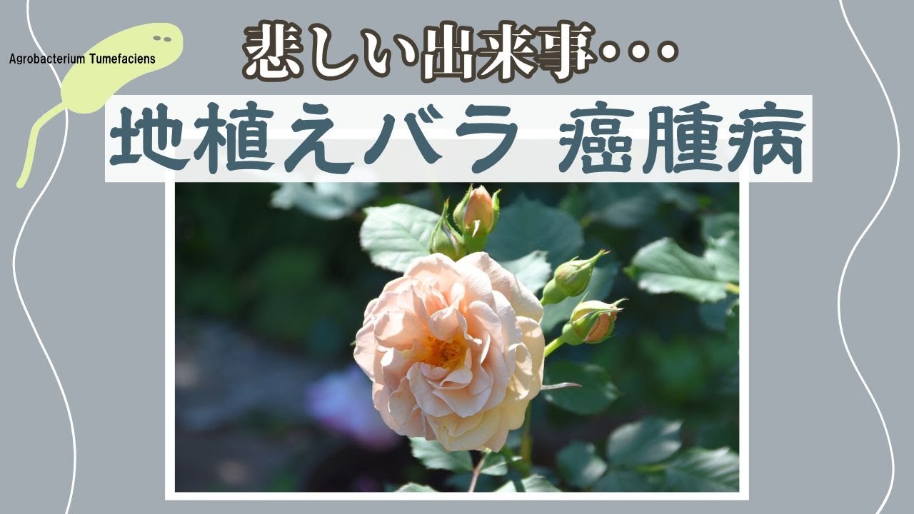 Garden ｜2025年の悲しい出来事 地植えバラの根頭癌腫病