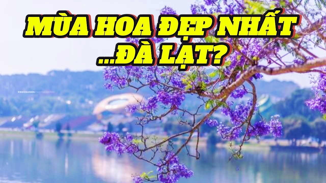 Lang Thang Đà Lạt Mùa Phượng Tím – Thành Phố Lãng Mạn Lúc Nào Cũng Có Hoa