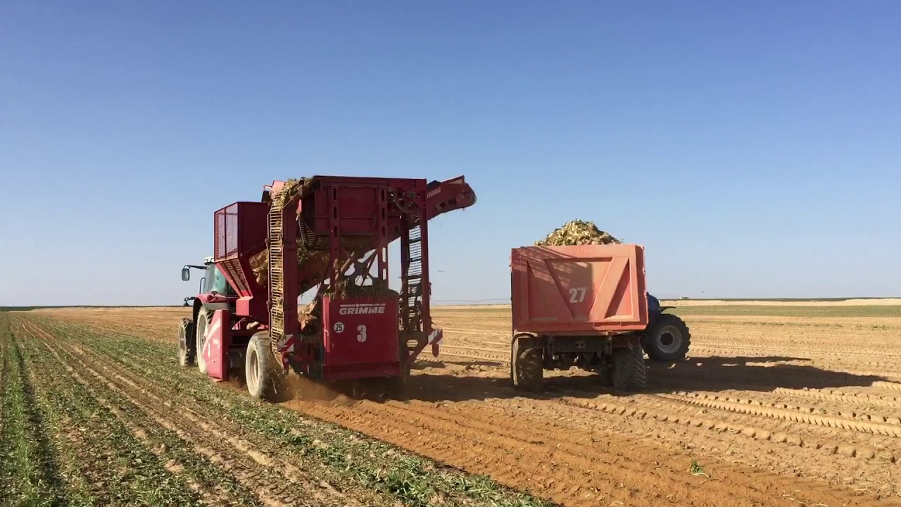 حصاد بنجر السكر بشركه الاسكندريه للسكر ( موقع المنيا)