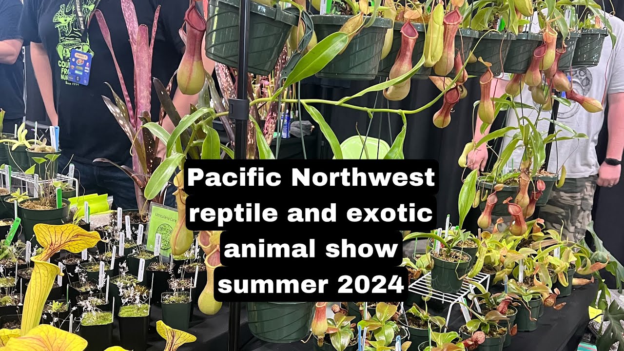 Pacific northwest reptile and exotic animal show 2024 walkthrough