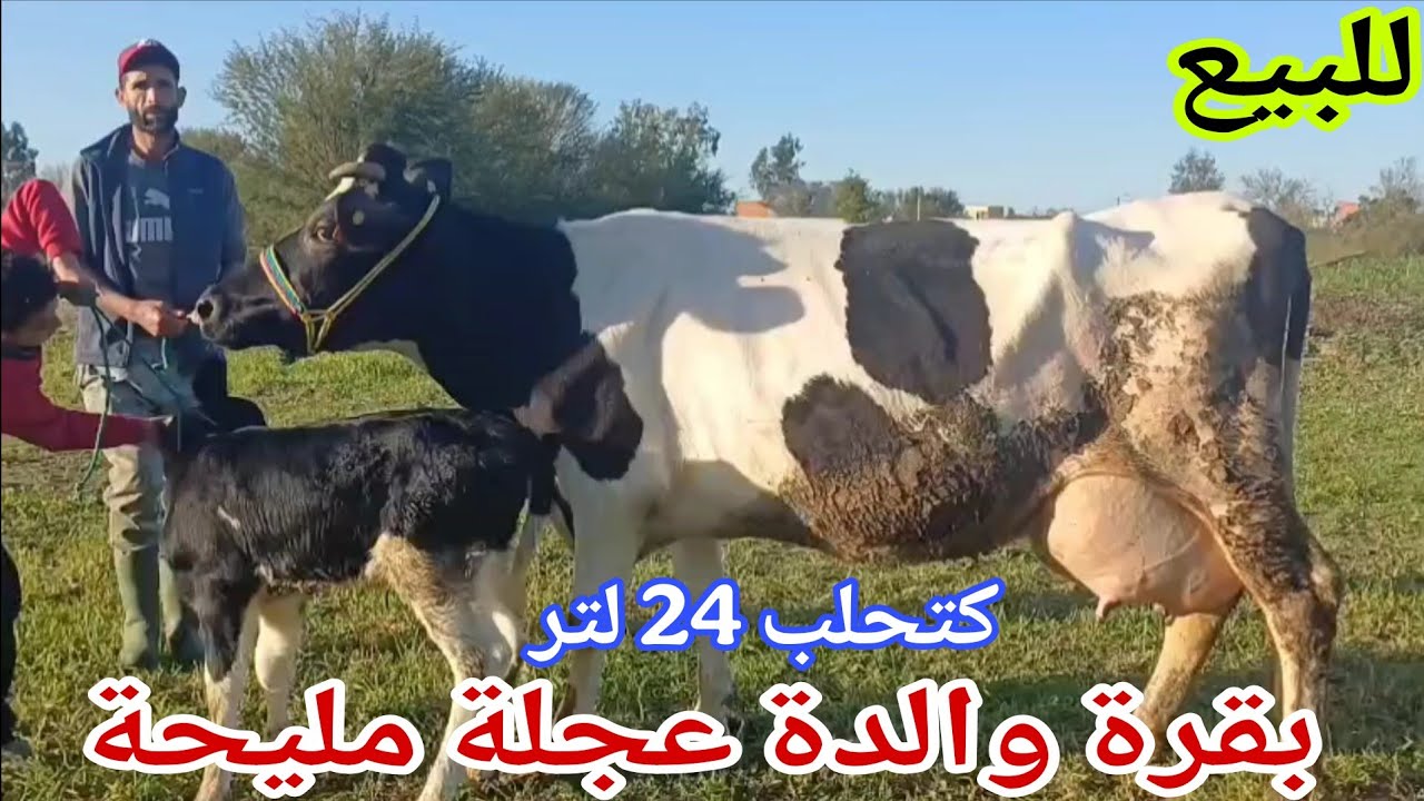 تباااارك الله💫 بقرة والدة عجلة مليحة🌟 إتصل 06.15.86.28.07📞 ألو سي واليد نواحي الغرب🇲🇦 