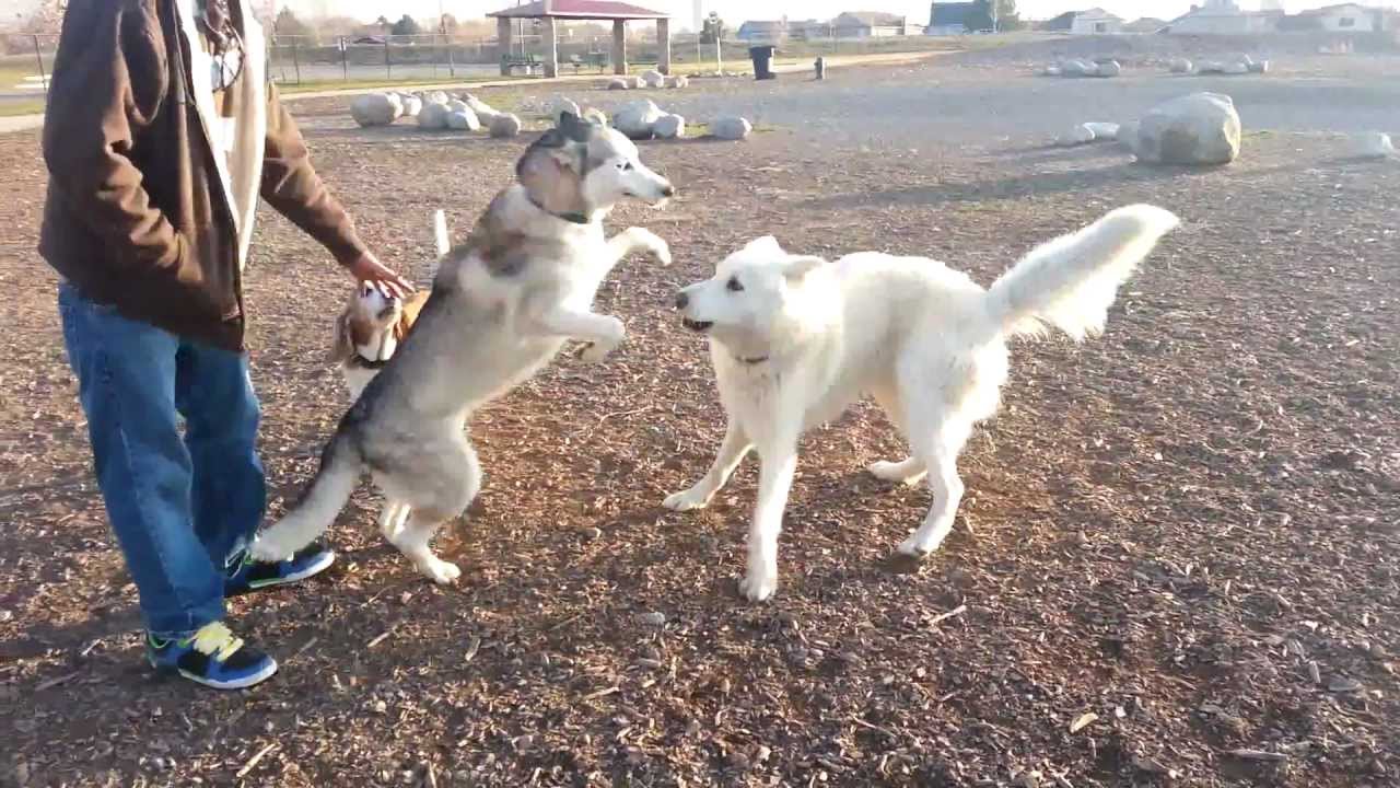 Husky vs. Wolf Hybrid